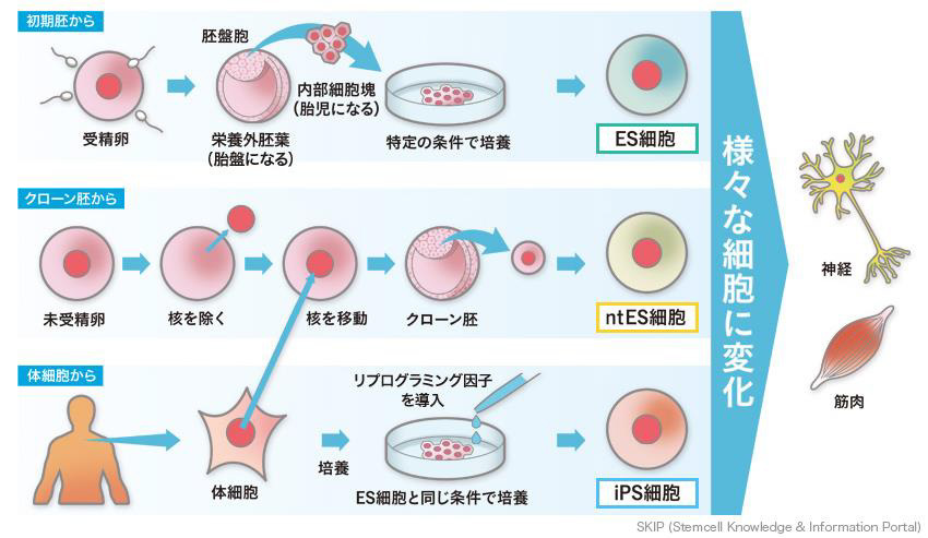 ES細胞とは