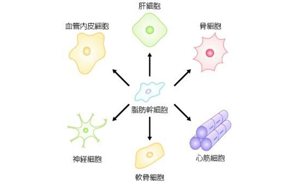 間葉系幹細胞移植治療とは
