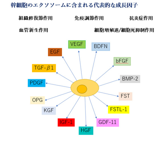 幹細胞のエクソソームに含まれる代表的な成長因子